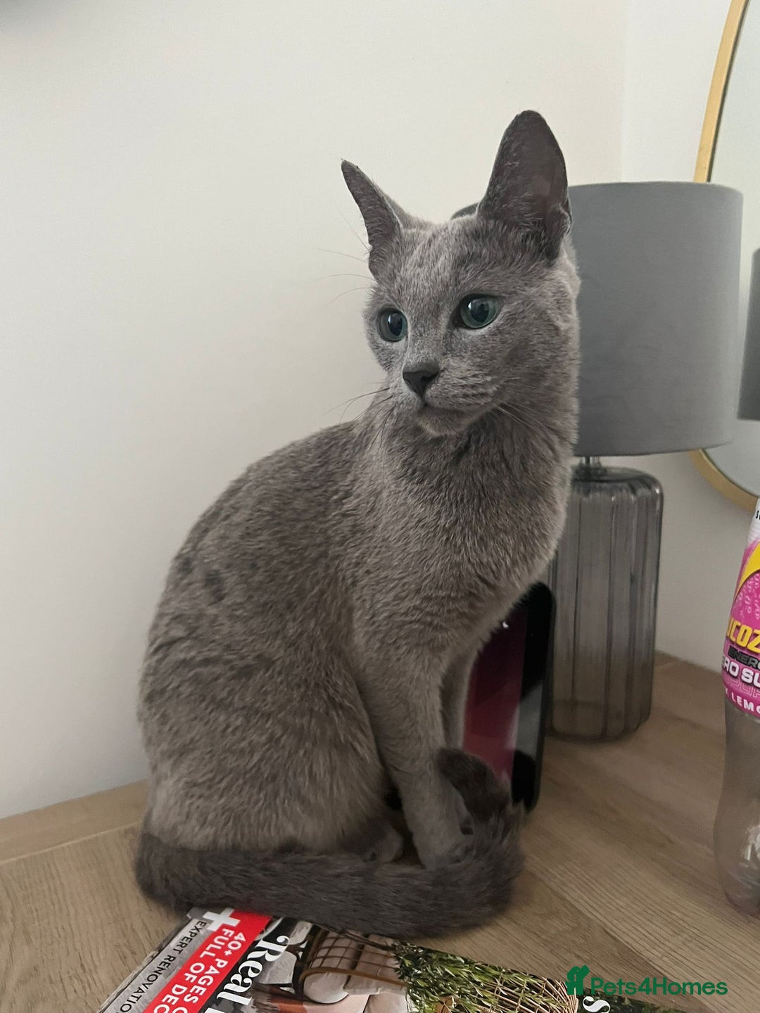 Russian Blue cats for sale: Gorgeous female Russian blue ready to go now - Advert 2