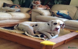 Great Dane dogs for sale: Damarkann Great Dane Puppies - Image 8