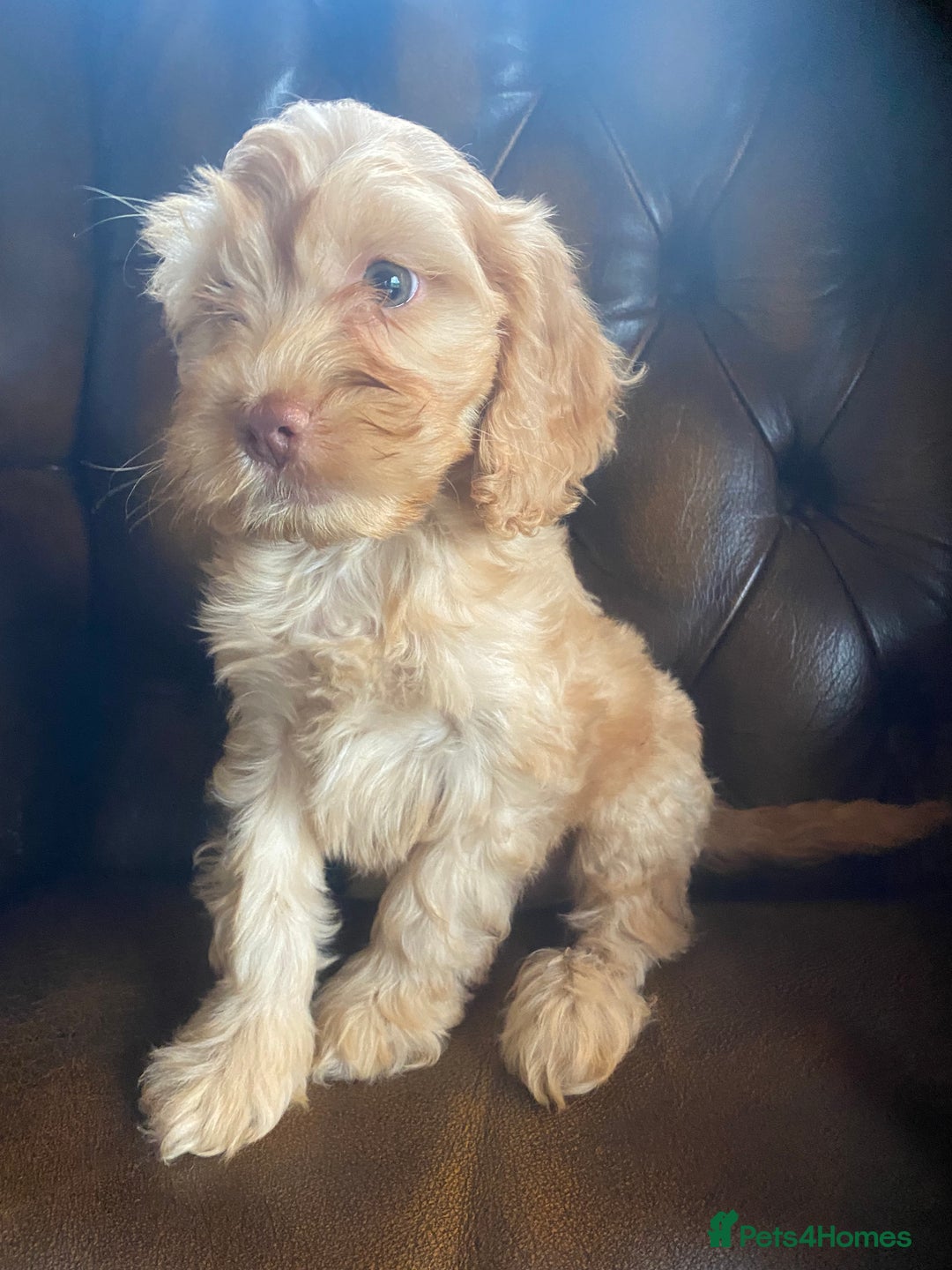 Cockapoo dogs for sale: Cockapoos  - Image 3