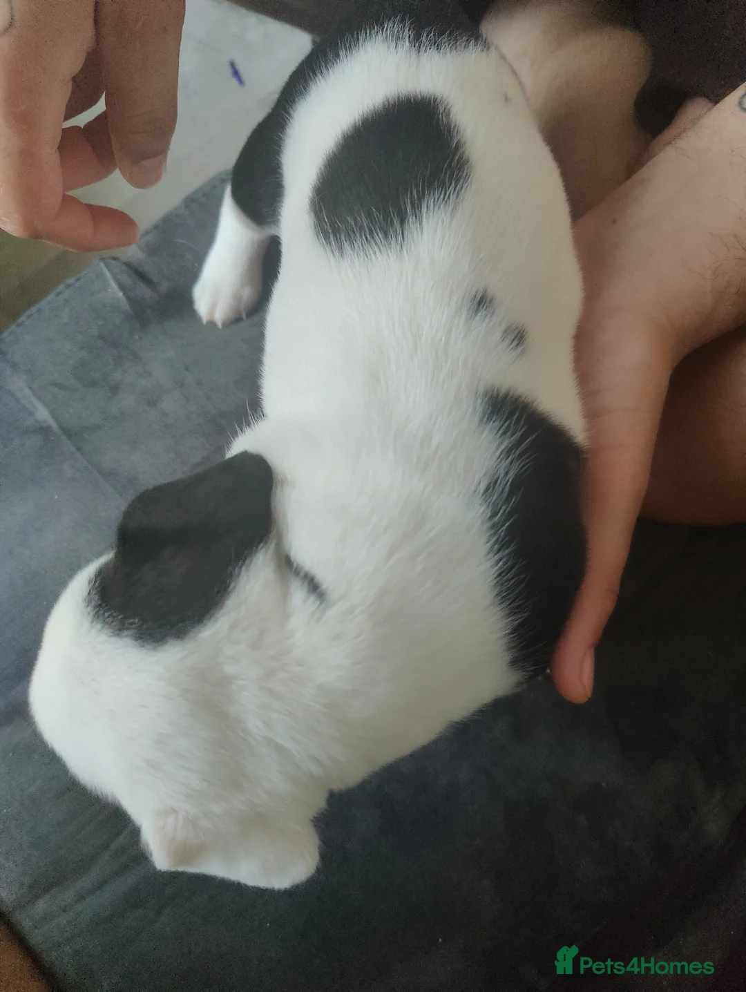 Mixed Breed dogs for sale: 3 beautiful boys Frenchie x Staffy x Shih Tzu  - Advert 19