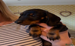 Miniature Dachshund dogs for sale: Ready Now! Smooth coat 1 boy 1 girl - Image 3