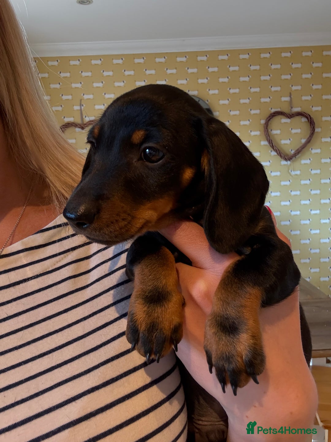 Miniature Dachshund dogs for sale: Ready Now! Smooth coat 1 boy 1 girl - Image 3