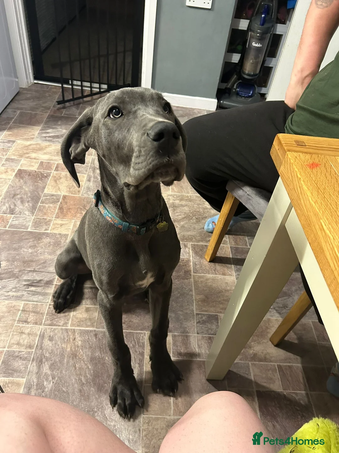 Great Dane dogs for sale: Great Dane - Advert 2