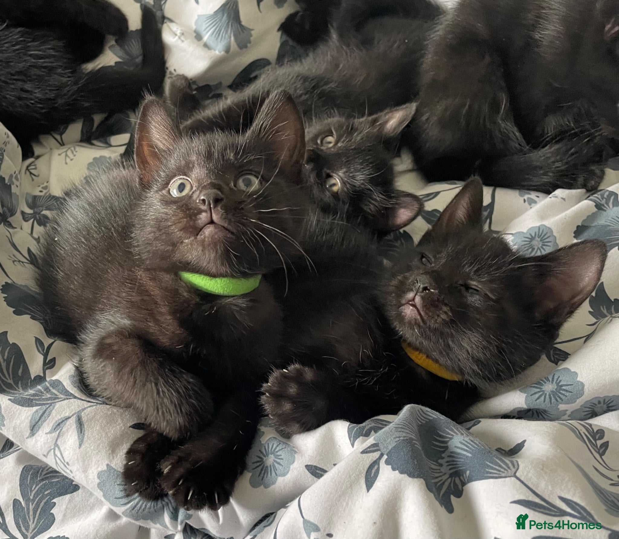 Domestic Shorthair cats 5 Beautiful kittens  🐈‍⬛🐈‍⬛ - Advert 1