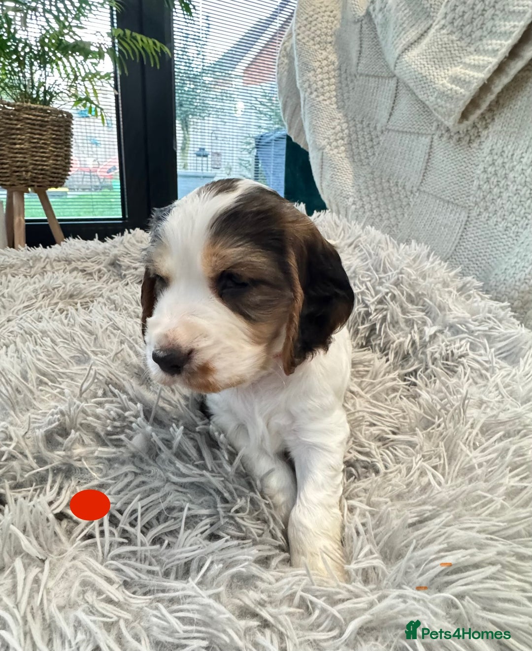 Cocker Spaniel dogs for sale: Fantastic Show / Working Cocker Spaniels - Advert 24