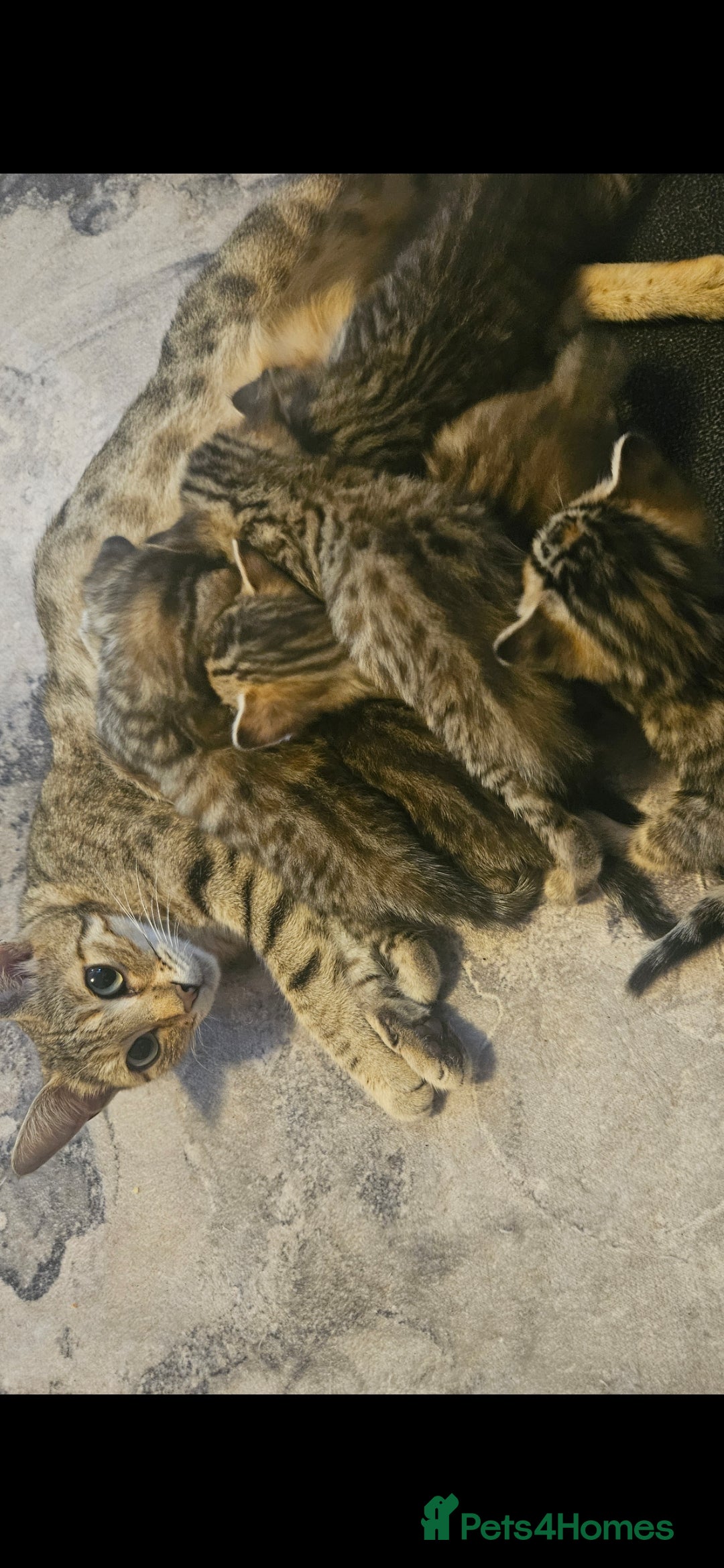 Mixed Breed cats for sale: Bengal cross kittens. 4 left!!! - Image 25