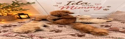 Maltipoo dogs for sale: 🐾🎃 5 GORGEOUS ASIAN  **  MALTIPOO PUPPIES! 🎃 - Advert 8