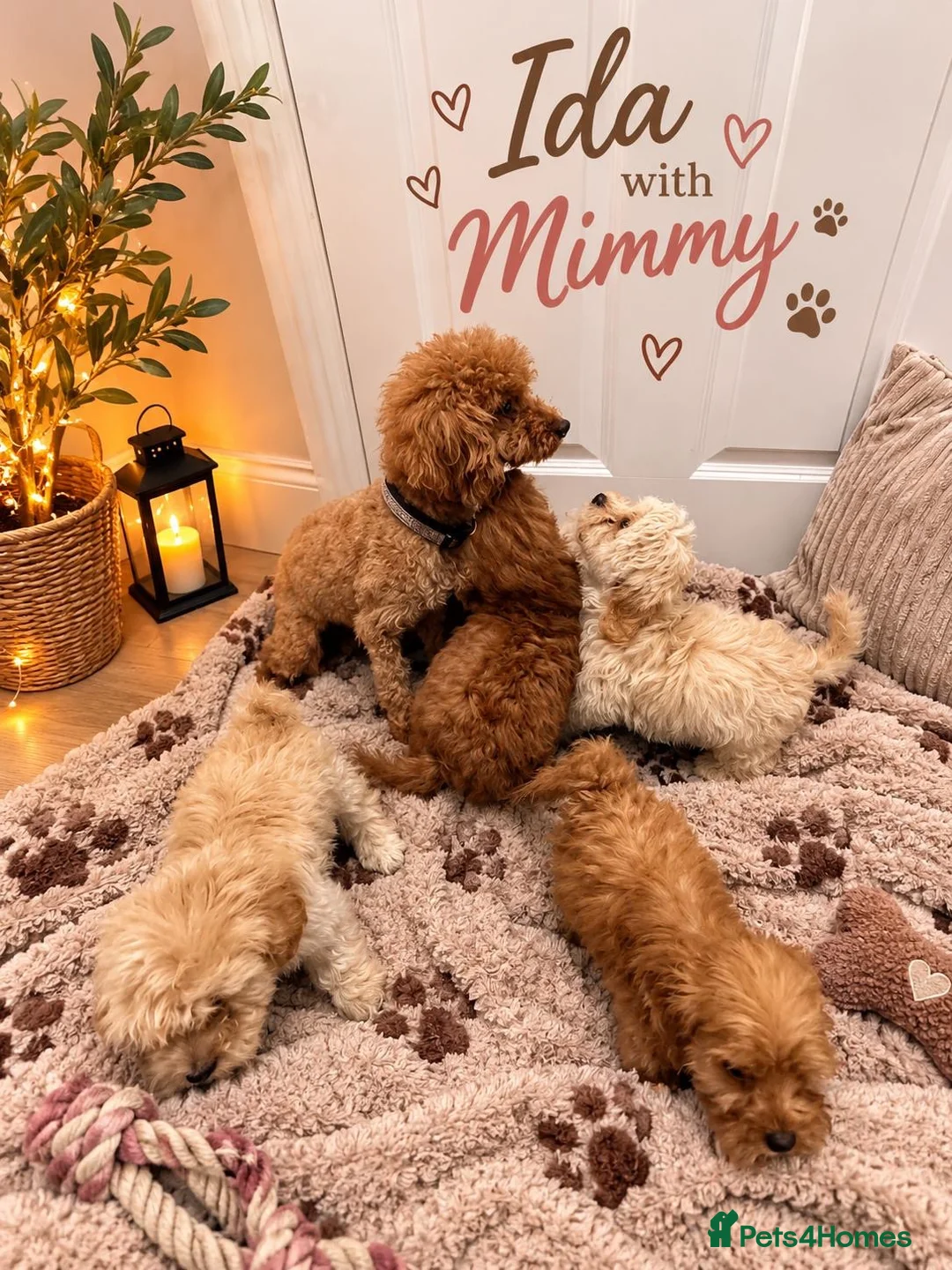 Maltipoo dogs for sale: 🐾🎃 5 GORGEOUS ASIAN  **  MALTIPOO PUPPIES! 🎃 - Advert 8