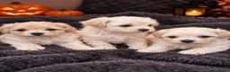 Maltipoo dogs for sale: Stunning little Maltipoo puppies ❤️ - Advert 1
