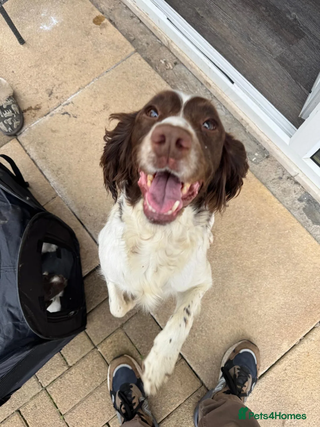 Cocker Spaniel dogs for sale: Cocker spaniel - Advert 2