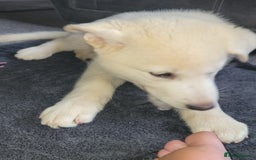 Shepsky dogs for sale: 5 adorable shepskys  - Image 4