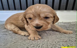 Cocker Spaniel dogs for sale: Working Cocker Spaniel Puppies for Sale - Image 22