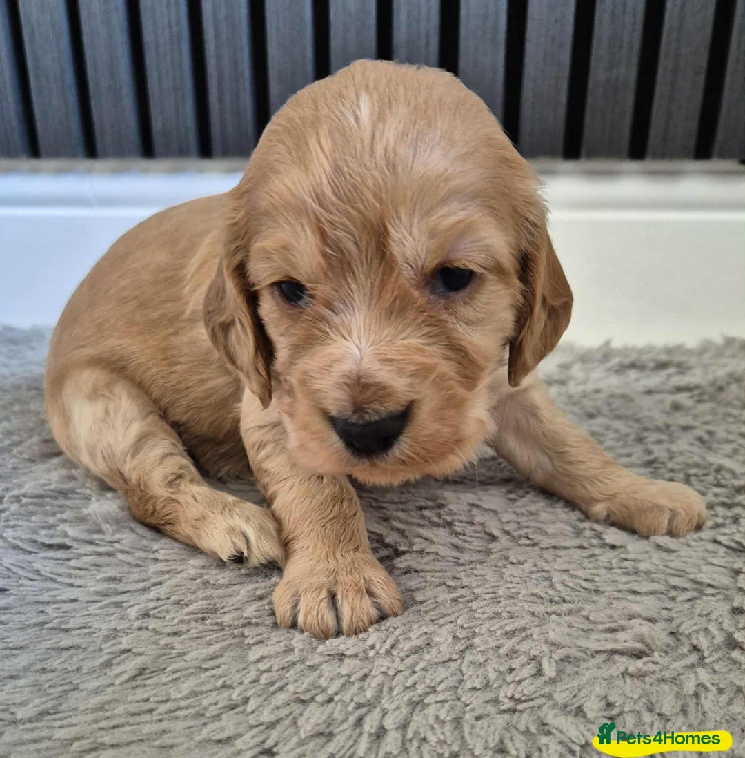 Cocker Spaniel dogs for sale: Working Cocker Spaniel Puppies for Sale - Image 22