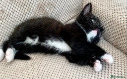 Mixed Breed cats for sale: Lovely, amazing Tabby girl looking for home💘 - Image 10
