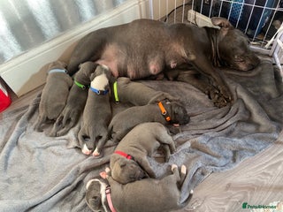 Staffordshire Bull Terrier dogs 7 beautiful blue Staffordshire bull terriers - Advert 1