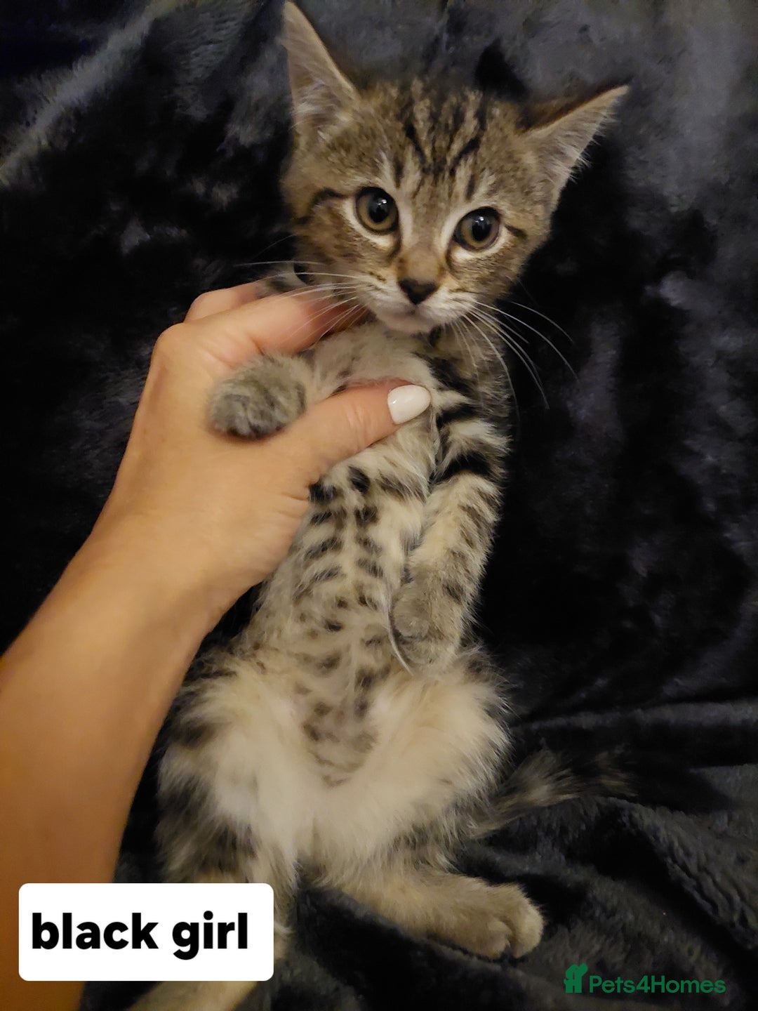 Mixed Breed cats for sale: Beautiful siver tabby kittens  - Image 21