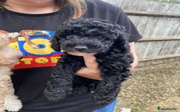 Cavapoo dogs for sale: 1 lonely girl still on the search for her home - Image 5