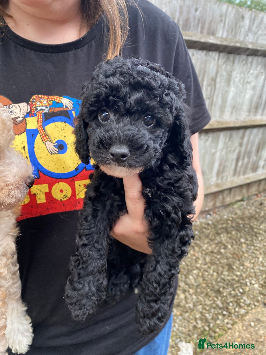 Cavapoo dogs for sale: 1 lonely girl still on the search for her home - Image 5
