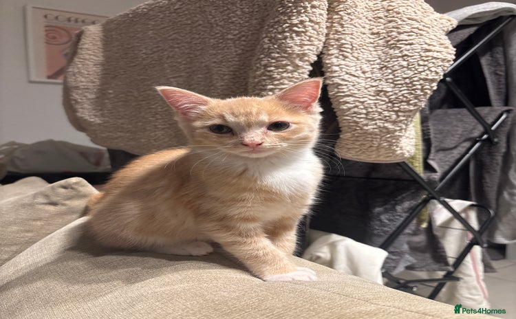 Mixed Breed cats - Advert 6