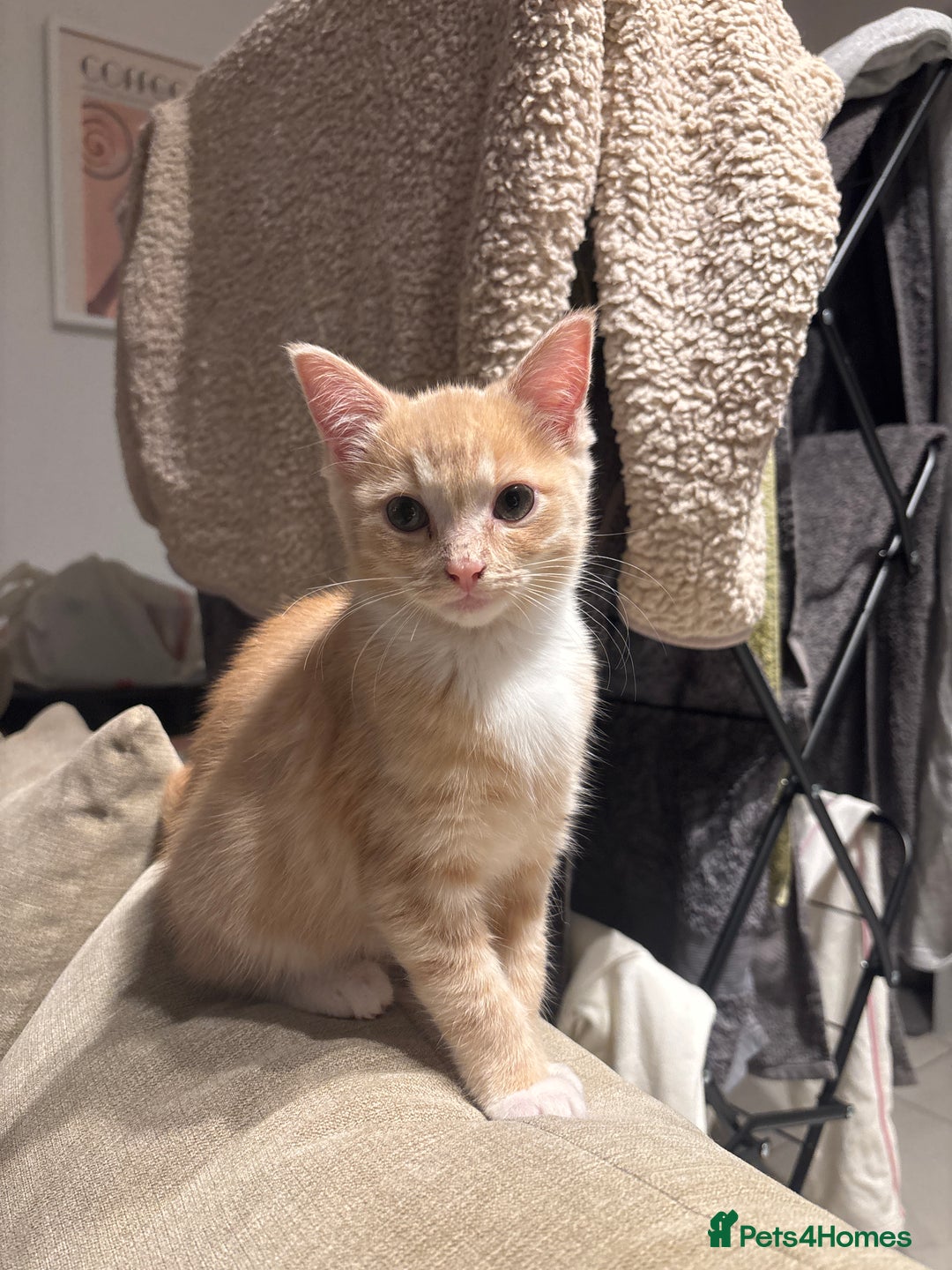 Mixed Breed cats for sale: Kitten needing a new home - Image 1