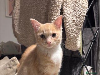 Mixed Breed cats - Advert 39