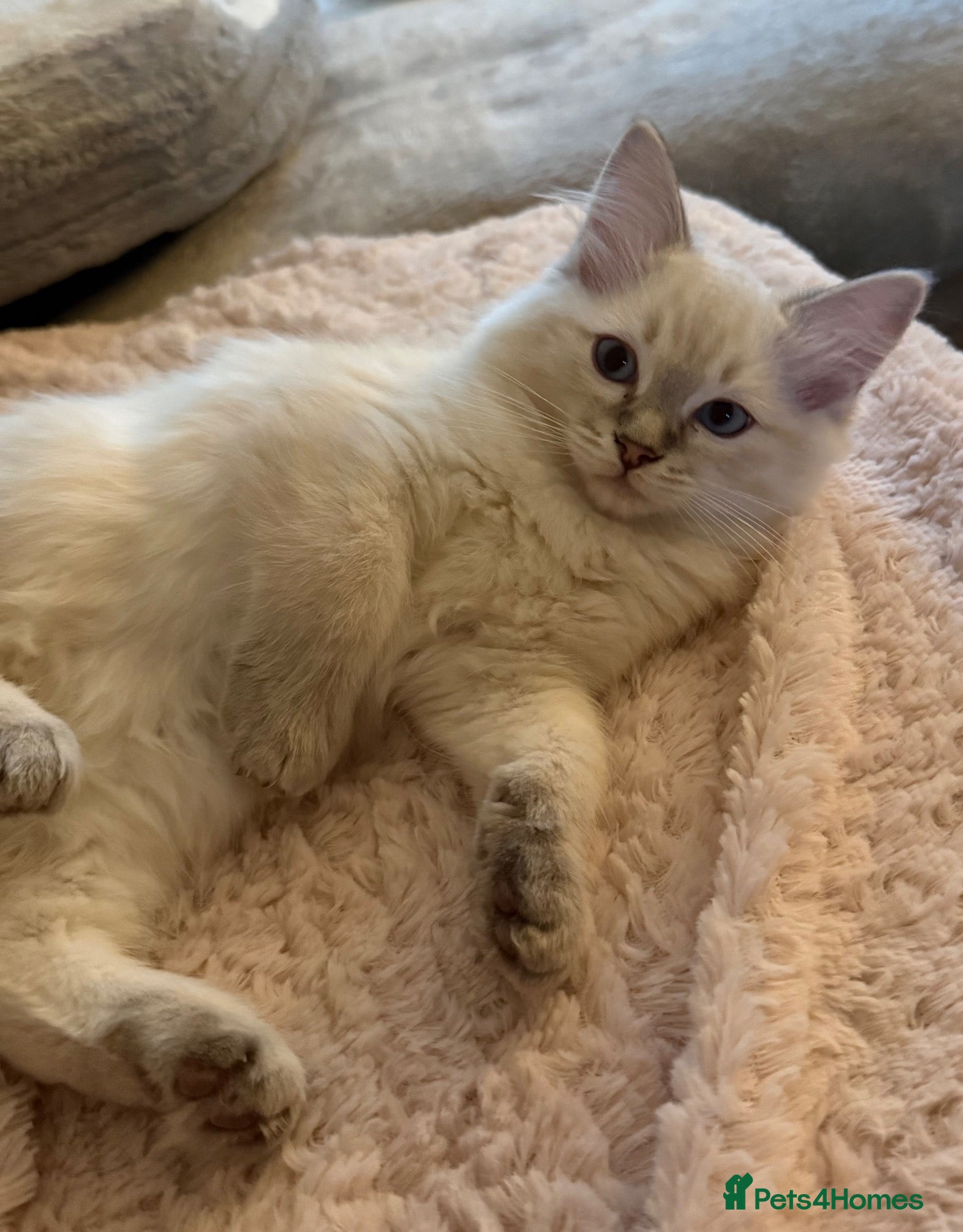 Ragdoll cats READY FOR NEW HOME NOW Chunky Ragdoll  Kittens   - Advert 2