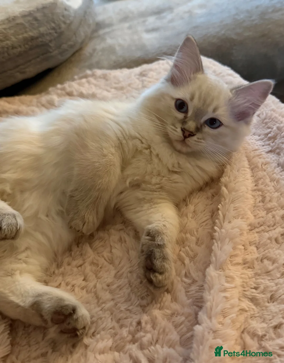 Ragdoll cats for sale: 2 TABBY GIRLS ARE AVAILABLE!! Ragdoll for sale !  - Advert 2