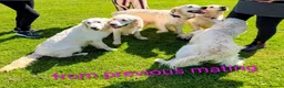 Golden Retriever dogs for sale: Superb WHITE K.Creg Golden Retriever puppies  - Advert 4