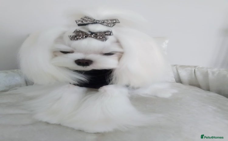 Maltese dogs - Advert 1