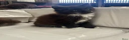 Mixed Breed cats for sale: Beautiful long haired female kittens - Advert 10