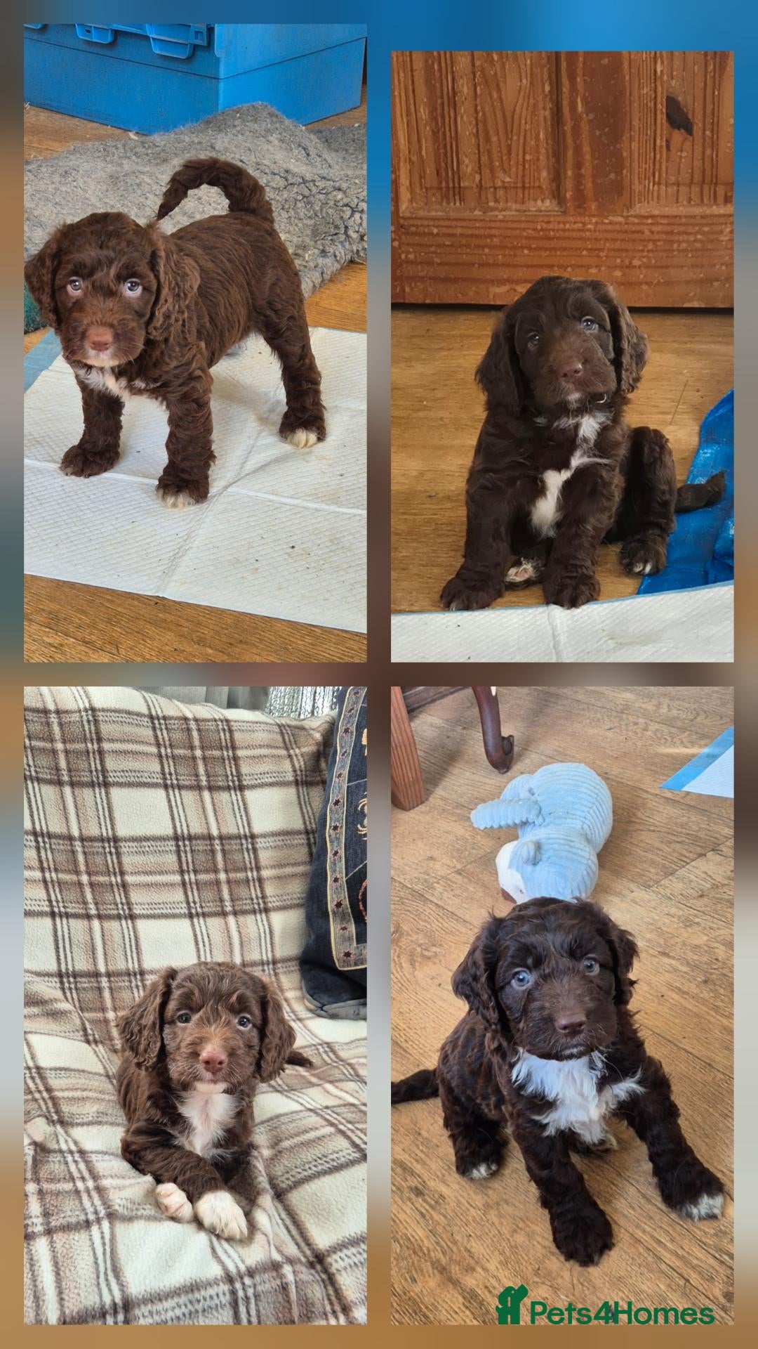 Sproodle dogs Gorgeous litter of Sproodle Pups  - Advert 1