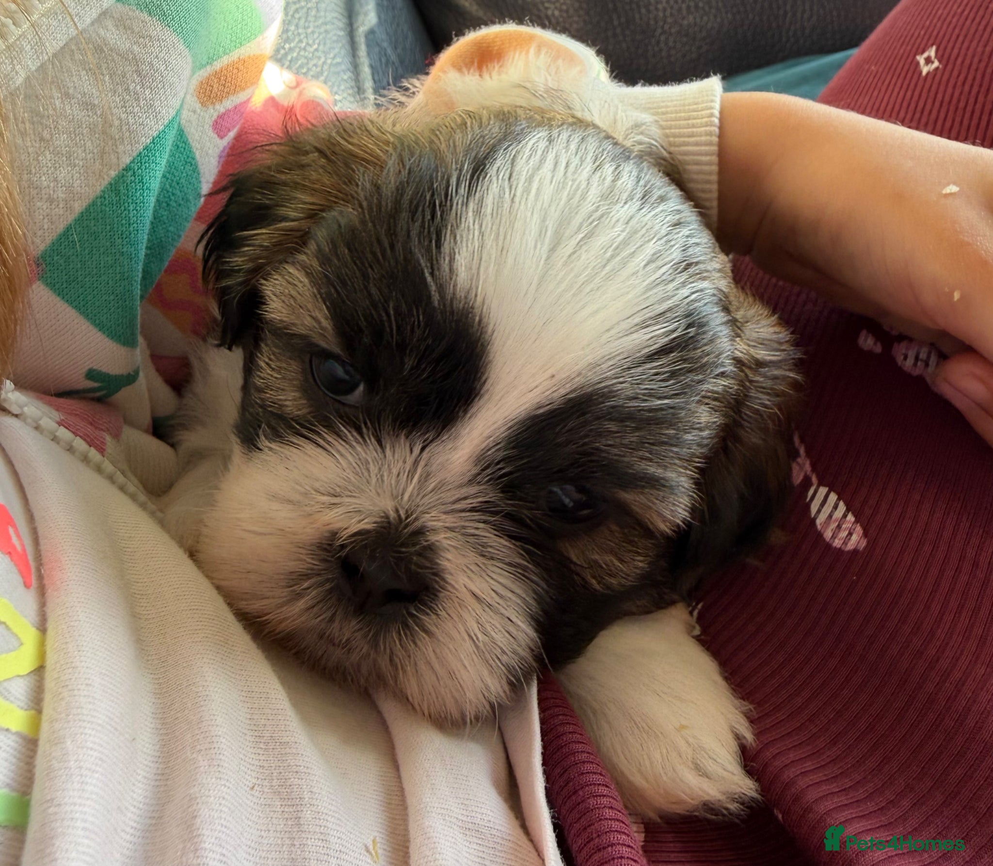 Shih Tzu dogs Purebred Shih Tzu Puppies Looking for Loving Homes - Advert 6
