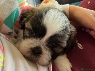 Shih Tzu dogs Purebred Shih Tzu Puppies Looking for Loving Homes - Advert 6