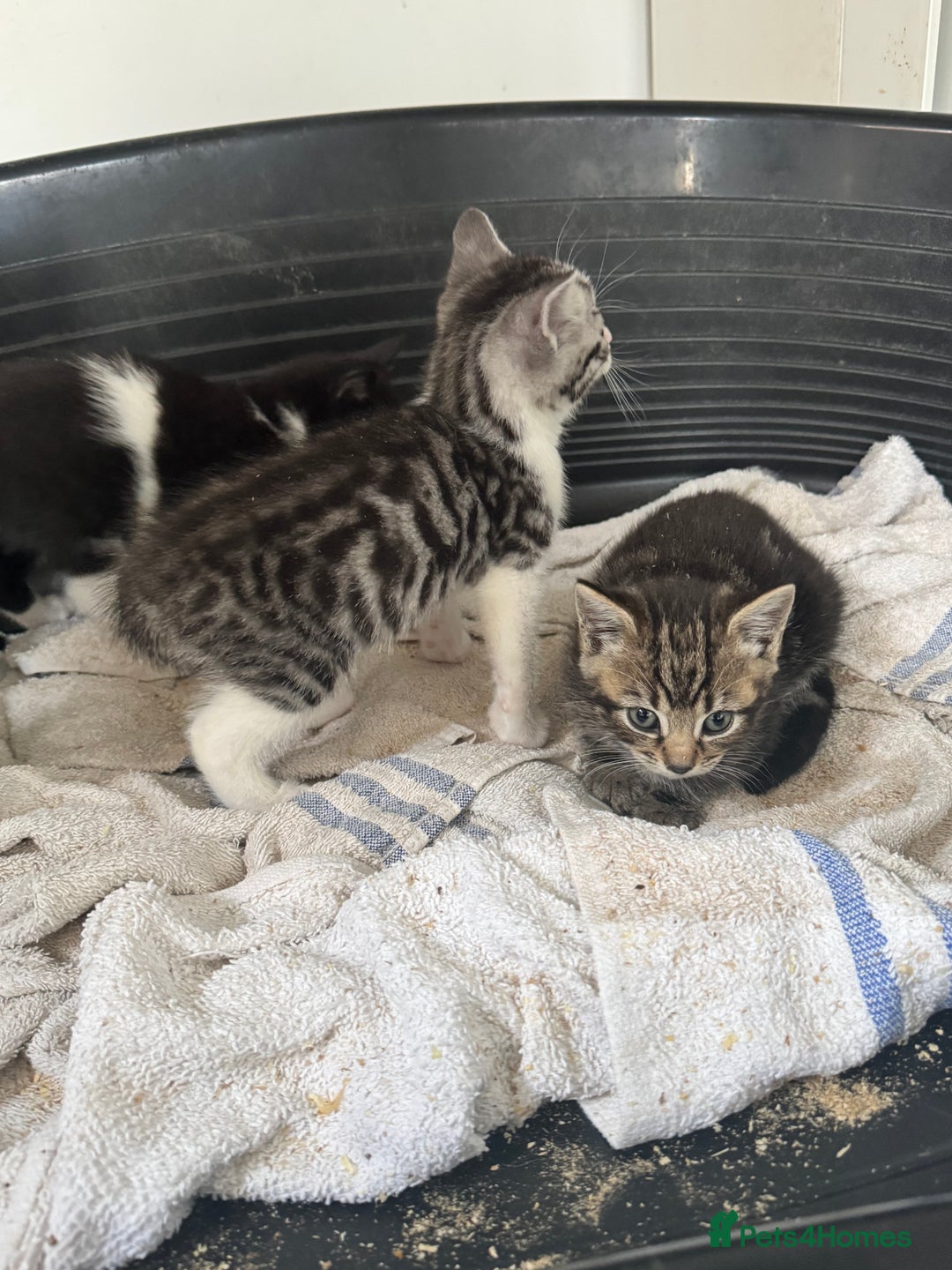 Mixed Breed cats for sale: 4 cute kittens  - Advert 2