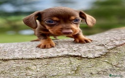Dachshund dogs for sale: Male dachshund  - Image 1