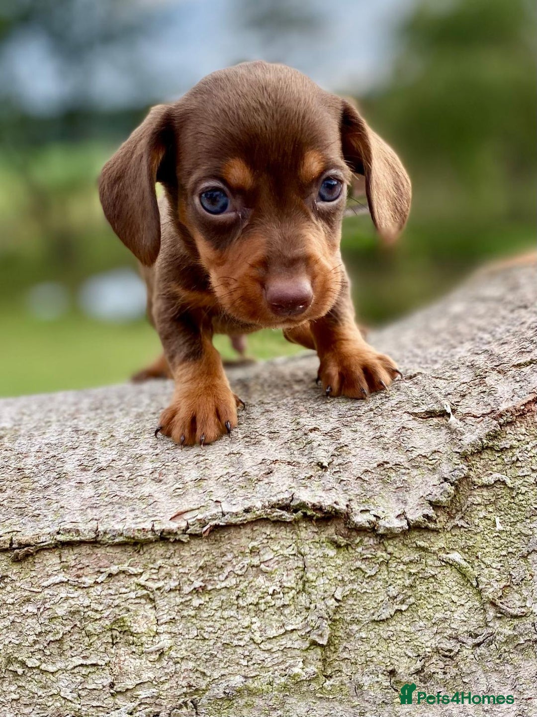 Dachshund dogs for sale: Male dachshund  - Image 1