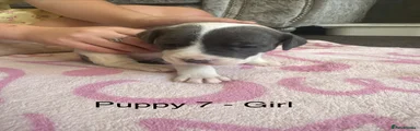 Staffordshire Bull Terrier 7
