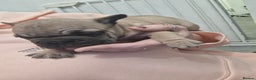 French Bulldog dogs for sale:  Pink Gene / fluffy french bulldog puppies - Advert 3