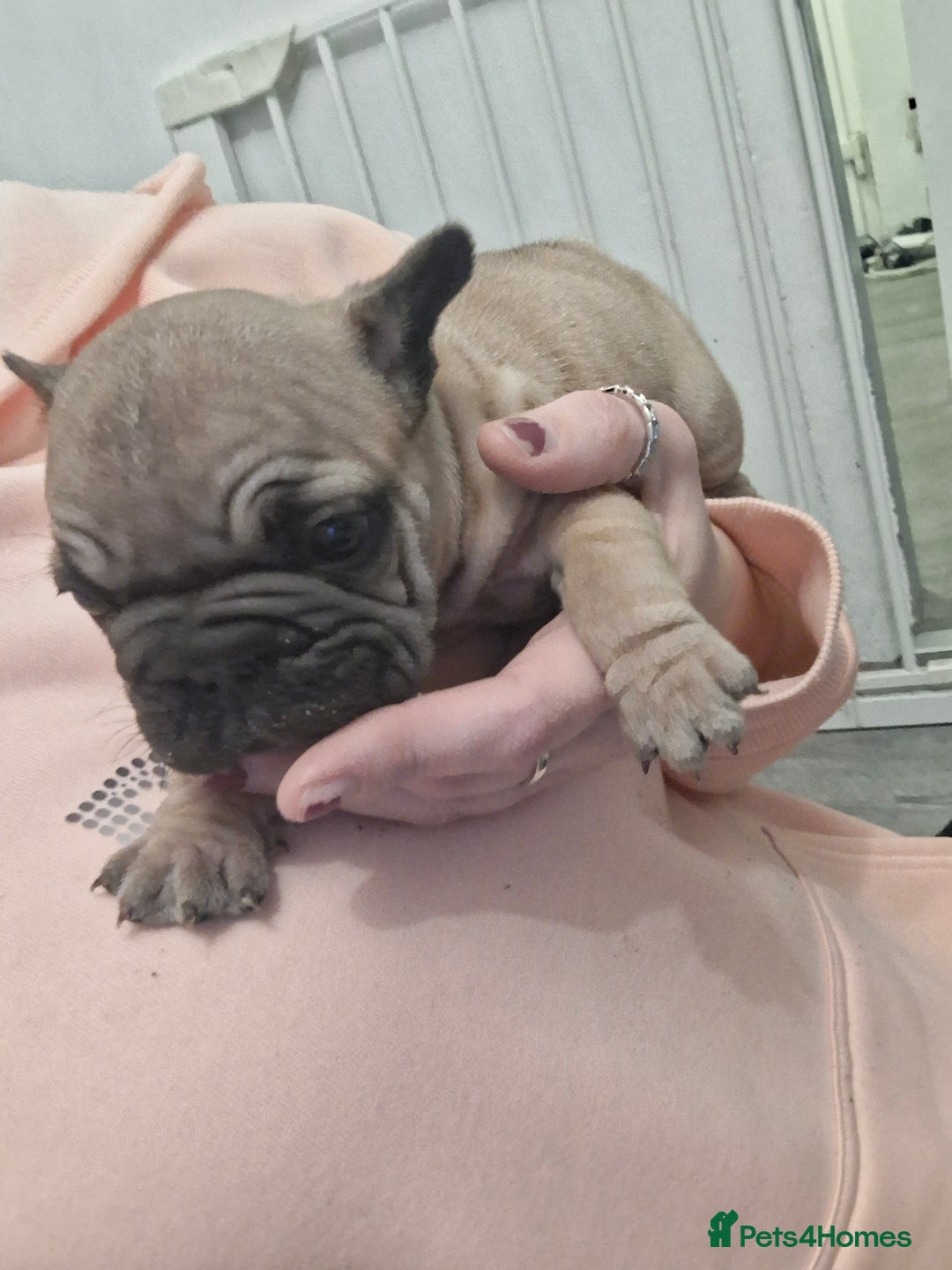 French Bulldog dogs for sale:  Pink Gene / fluffy french bulldog puppies - Advert 3