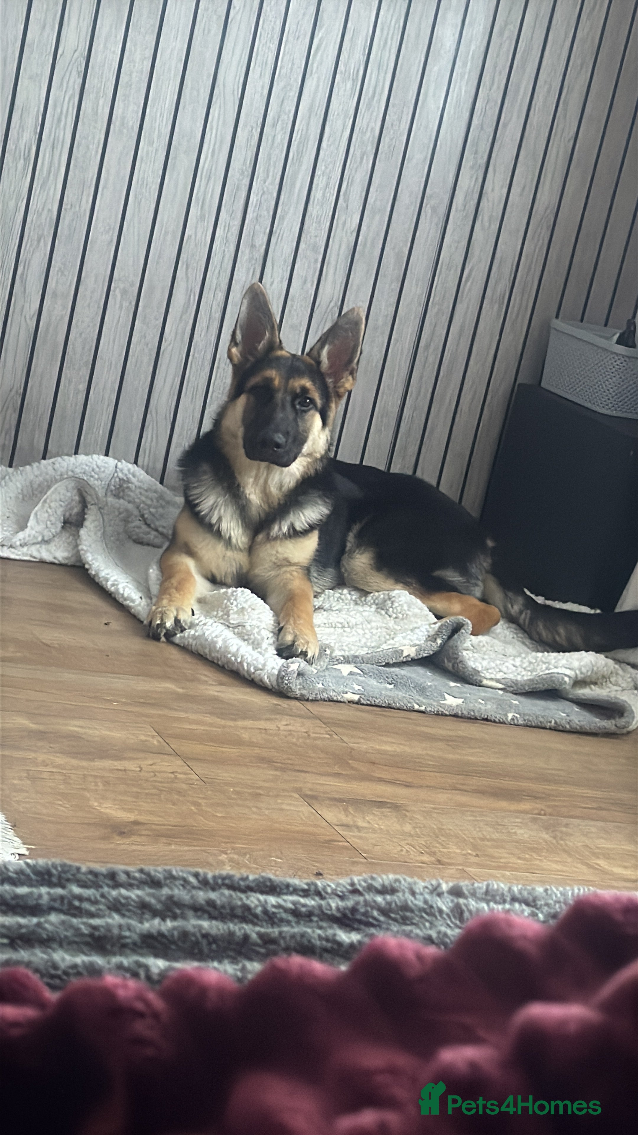 German Shepherd dogs Luck — German Shepherd Male — 6 Months Old - Advert 4