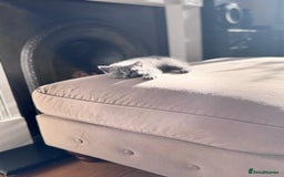 British Shorthair cats for sale: 🌟 Adorable British Shorthair Kittens – Ready! 🌟 - Image 13