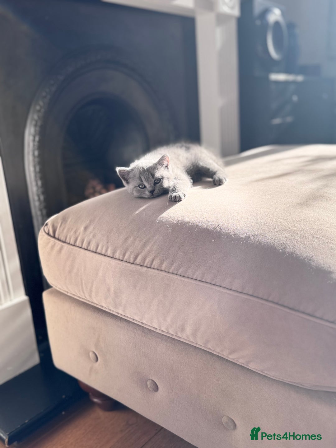 British Shorthair cats for sale: 🌟 Adorable British Shorthair Kittens – Ready! 🌟 - Image 13