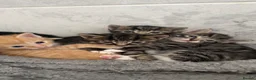 Mixed Breed cats for sale: Beautiful kittens for sale  in Bedford - Advert 7
