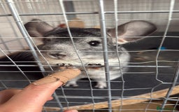 Chinchilla rodents for sale: 3 Chinchillas (family) - Image 16