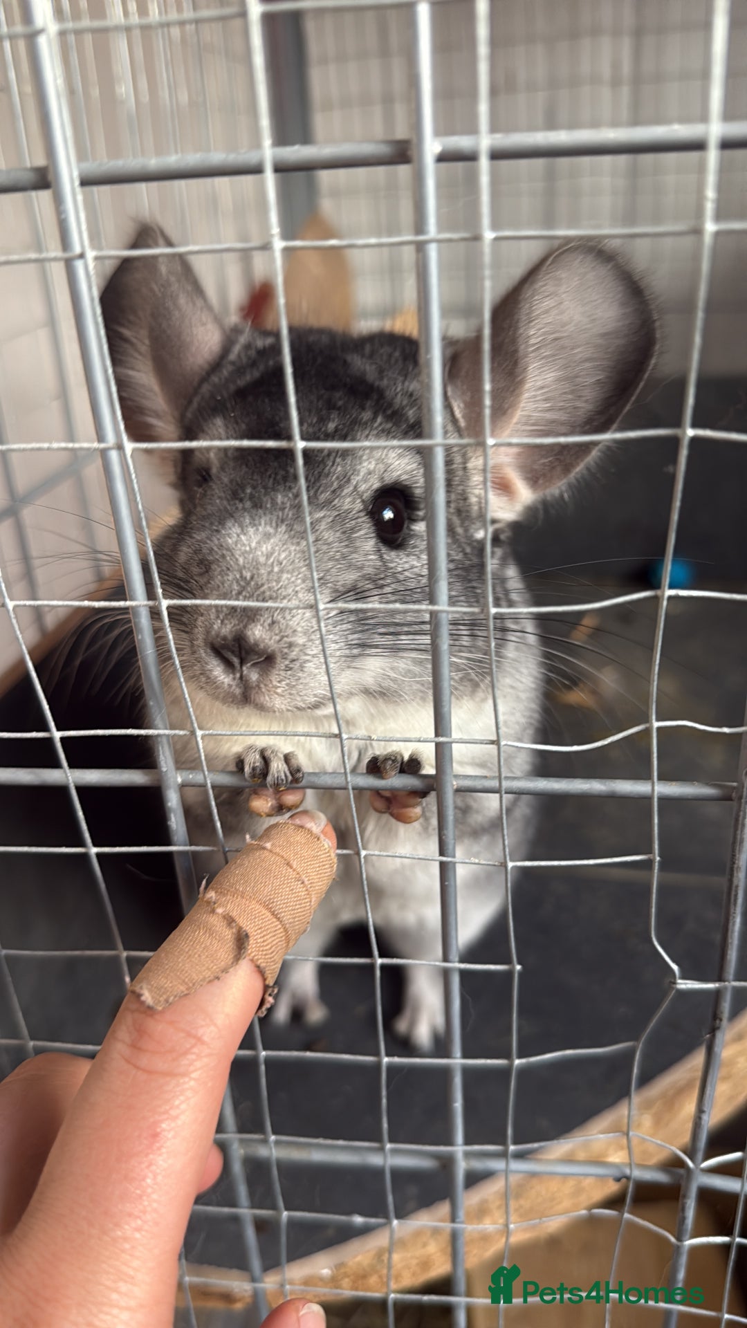 Chinchilla rodents for sale: 3 Chinchillas (family) - Image 16