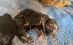 Mixed Breed cats for sale: 4 newborn kittens - Image 3