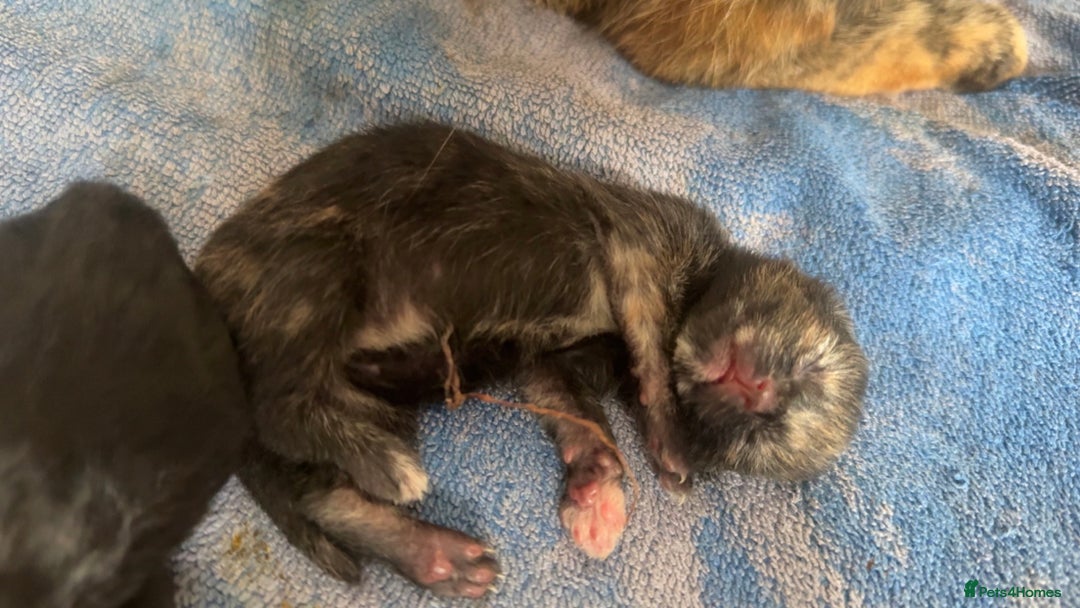 Mixed Breed cats for sale: 4 newborn kittens - Image 3