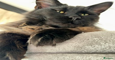 Maine Coon cats Gorgeous Purebred Maine Coon - Advert 11