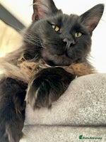 Maine Coon cats Gorgeous Purebred Maine Coon - Advert 7