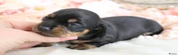 Miniature Dachshund dogs for sale: KC Miniature Dachshund Puppies - Advert 24